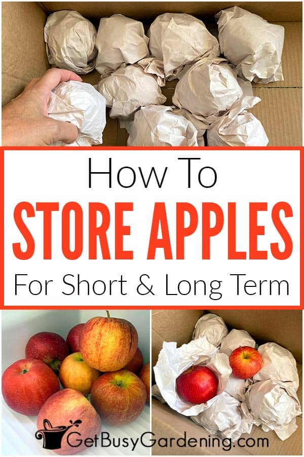 How to Store Apples: 2 Ways to Store Fresh Apples - 2024 - MasterClass