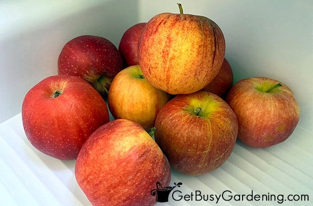 Storing apples in fridge crisper drawer