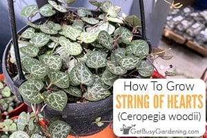 String Of Hearts Plant Care Guide - How To Grow Ceropegia woodii