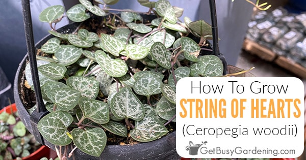 String Of Hearts Plant Care Guide - How To Grow Ceropegia Woodii