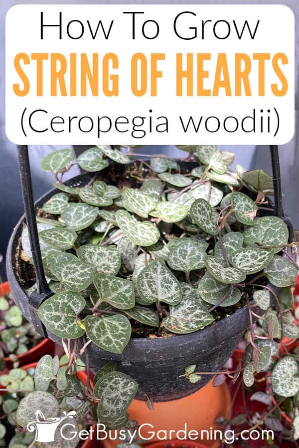 How To Grow String Of Hearts (Ceropegia woodii)