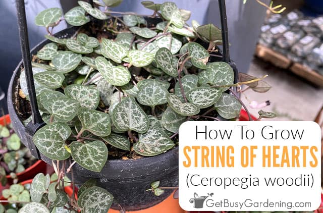 String Of Hearts Plant Care Guide - How To Grow Ceropegia woodii