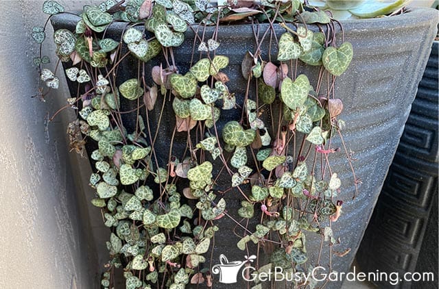 String of hearts plant vines cascading over pot
