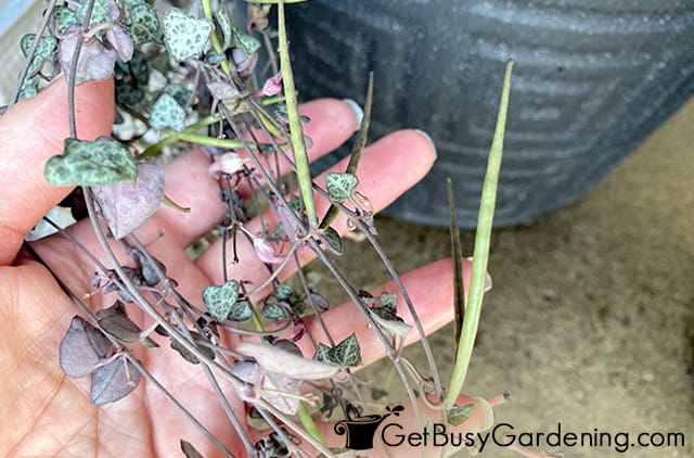 String of hearts seed pods forming