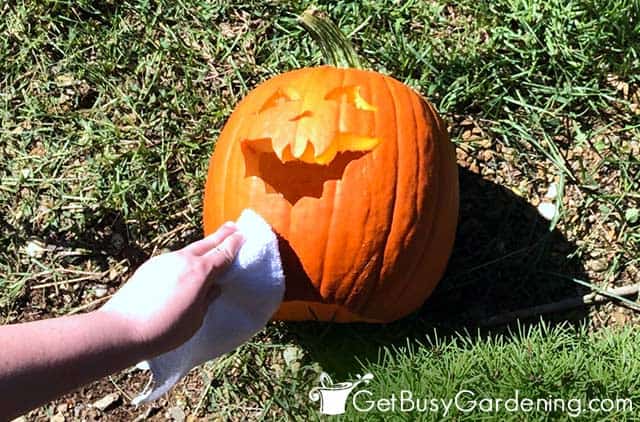 Wiping oil on carved pumpkin to help preserve it