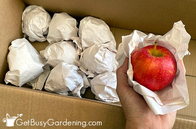 Wrapping apples in paper