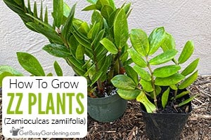 How To Grow ZZ Plant (Zamioculcas zamiifolia)