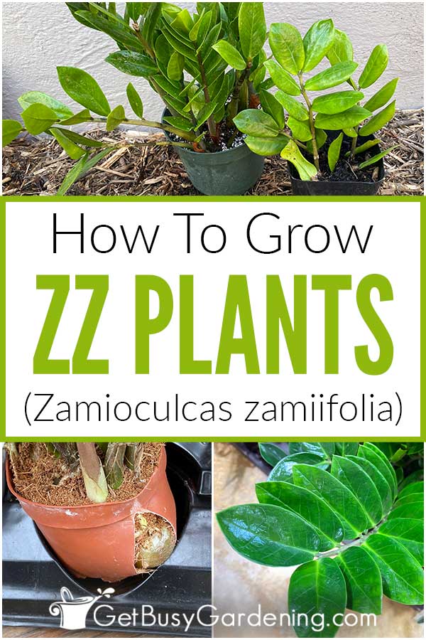 How To Grow ZZ Plants (Zamioculcas zamiifolia)