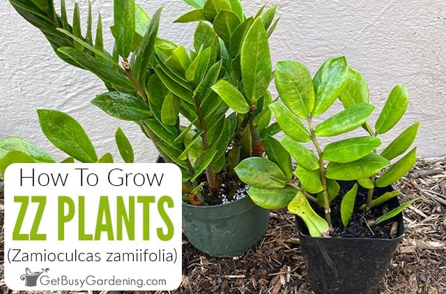 How To Grow ZZ Plant (Zamioculcas zamiifolia)