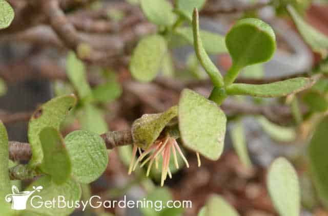 Aerial roots growing on a jade plant stem.