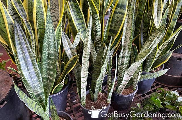Beautiful potted Sansevieria plants