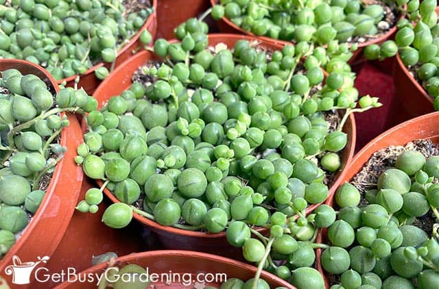 Beautiful potted string of pearls