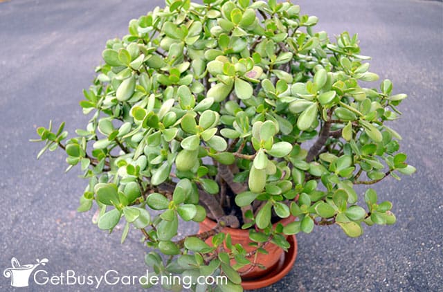 Beautifully pruned jade plant