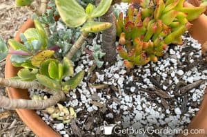 Jade Plant Soil & How To Choose The Best Potting Mix
