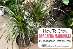 How To Care For Dracaena Marginata (Madagascar Dragon Tree)