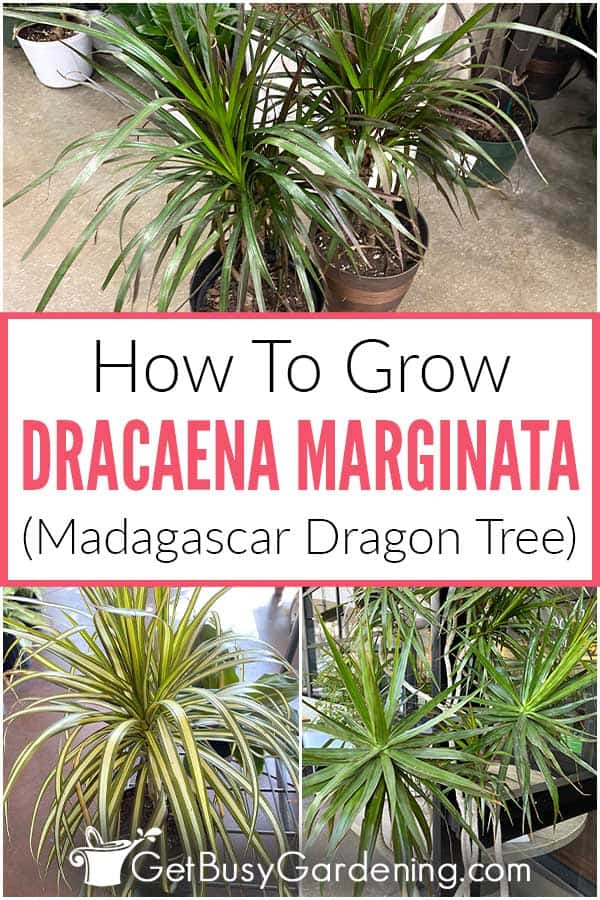 How To Grow Dracaena Margarinata (Madagascar Dragon Tree)