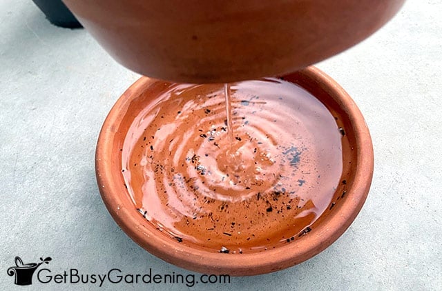 Excess water draining out of jade plant pot