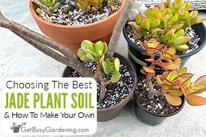 How To Choose The Best Jade Plant Soil
