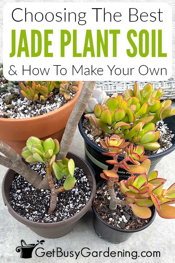 Choosing The Best Jade Plant Soil & How To Make Your Own