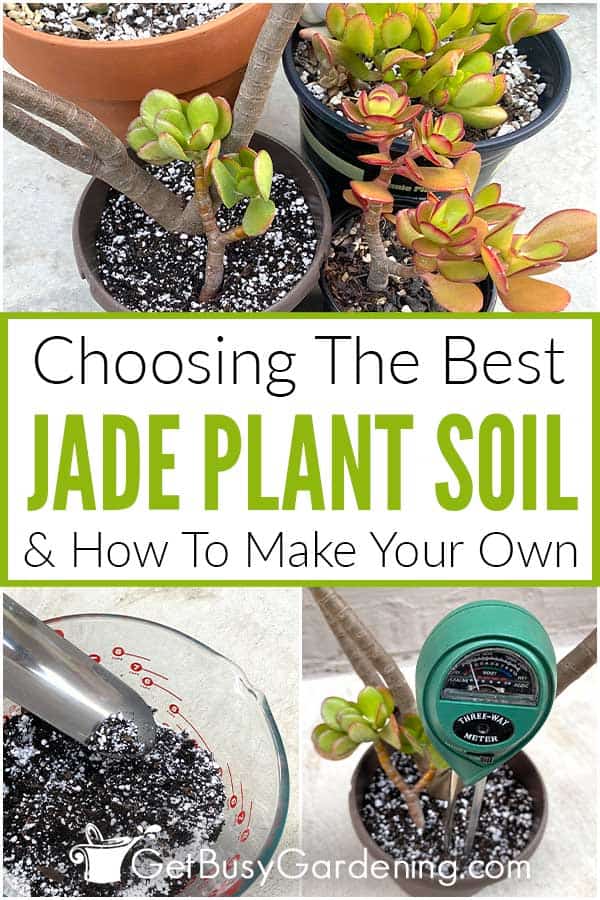 Choosing The Best Jade Plant Soil & How To Make Your Own