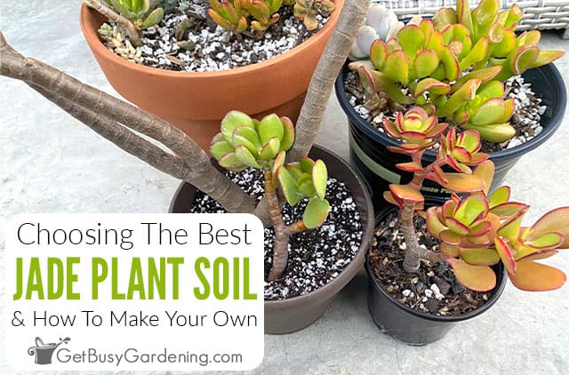 How To Choose The Best Jade Plant Soil