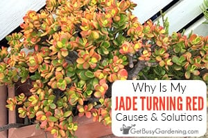 Why Your Jade Plant Is Turning Red & What To Do About It