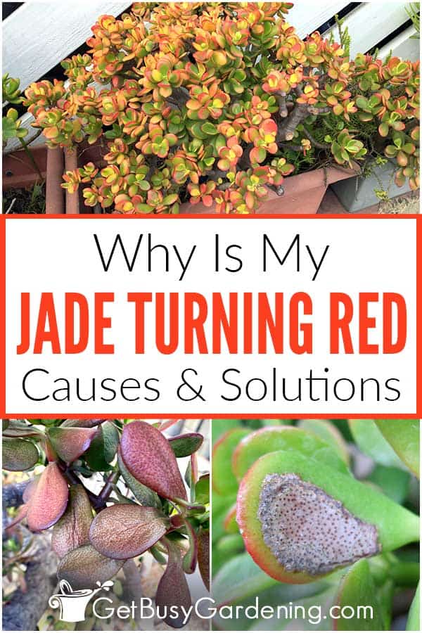 Why Is My Jade Turning Red Causes & Solutions