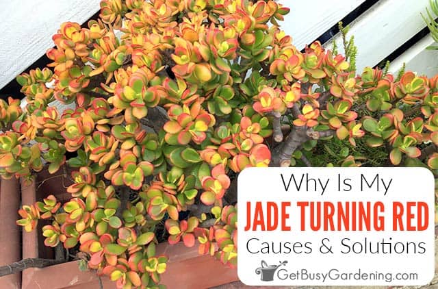 Why Your Jade Plant Is Turning Red & What To Do About It