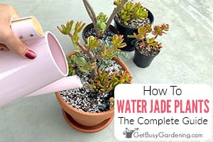 How To Water A Jade Plant
