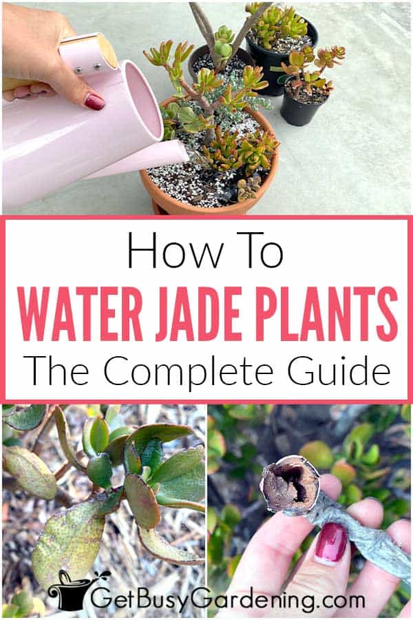 How To Water Jade Plants The Complete Guide