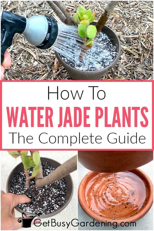 How To Water Jade Plants The Complete Guide
