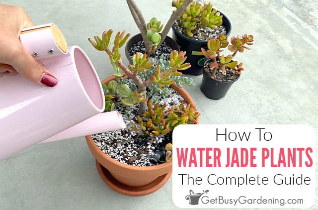 How To Water A Jade Plant