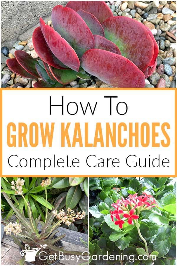How To Grow Kalanchoes Complete Care Guide