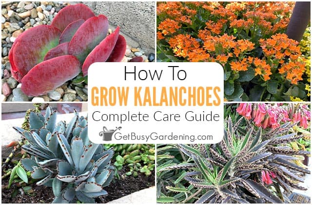 How To Care For Kalanchoe Plants