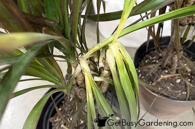 Madagascar dragon tree dying back at the tips