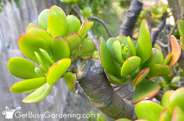 New Crassula leaf clusters forming after pruning