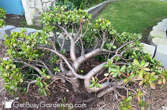 Overgrown jade plant that needs pruning