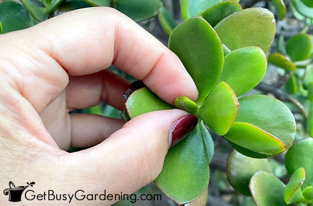 Pinching out new tips on Crassula plant