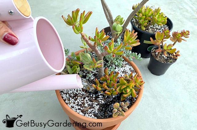 Pouring water into pot of crassula