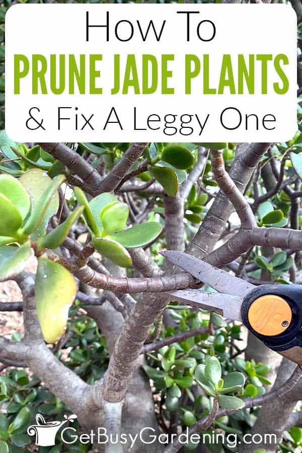 How To Prune Jade Plants & Fix A Leggy One