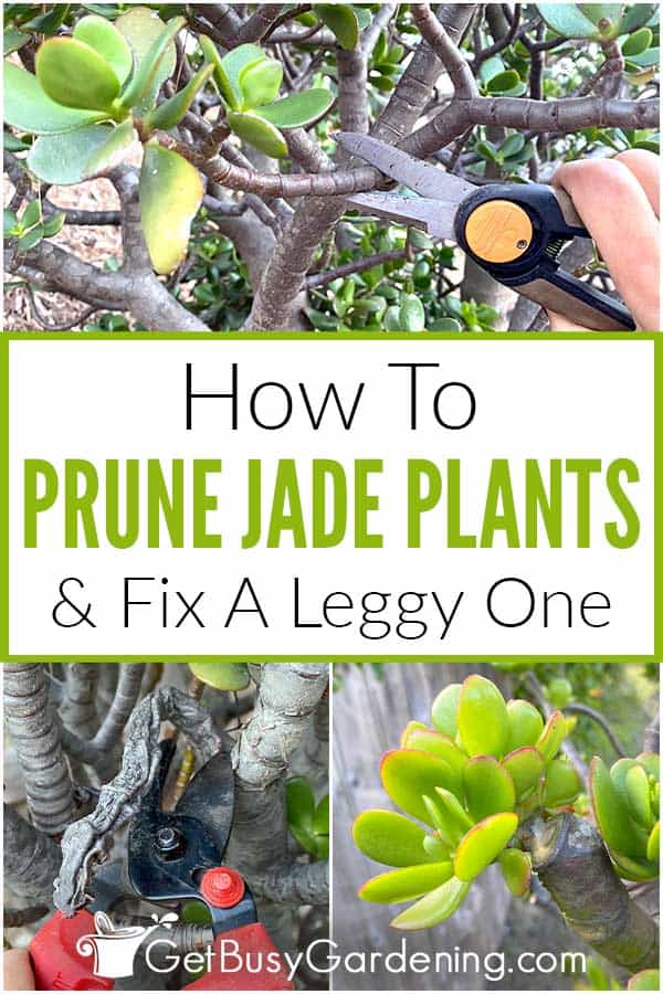How To Prune Jade Plants & Fix A Leggy One