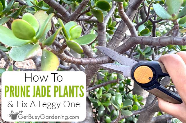 How To Prune A Jade Plant