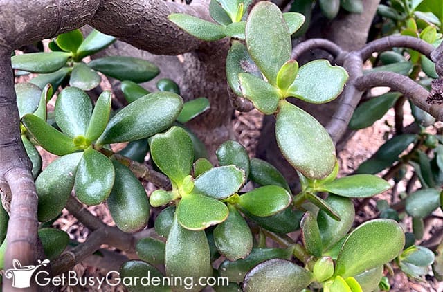 Pure green jade plant leaves