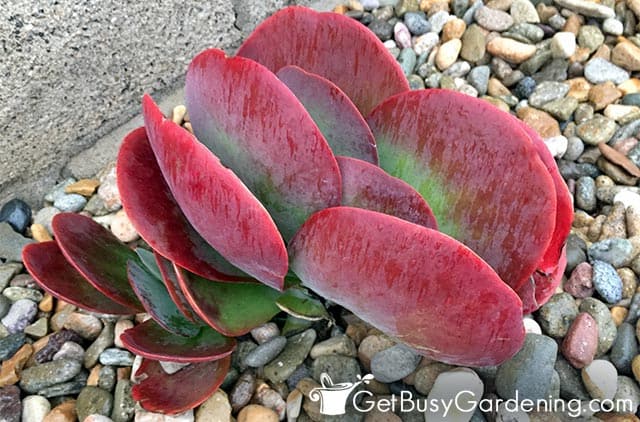 Red kalanchoe paddle plant growing outdoors