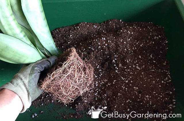 Repotting a root bound snake plant