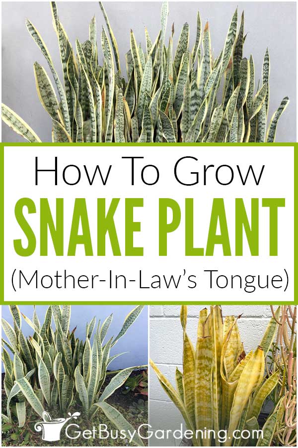 How To Grow Snake Plant (Mother-In-Law's Tongue)
