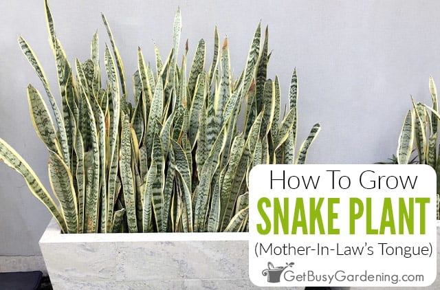 How To Grow Snake Plant (Mother-In-Law's Tongue)