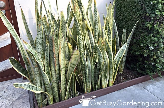 Snake plant growing outdoors in a garden