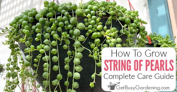 String Of Pearls Plant: 10 Reasons Why Yours Isn't Growing