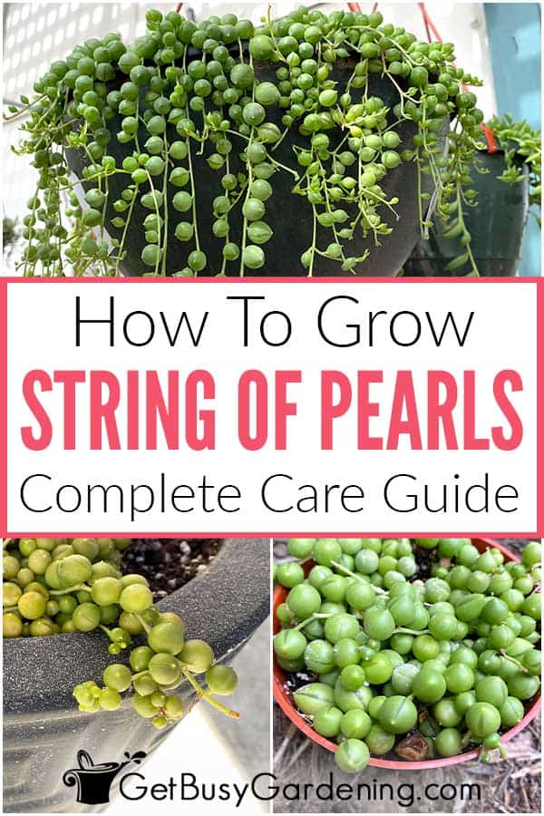 How To Grow String Of Pearls Complete Care Guide